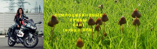 ГАЛЛЮЦИНОГЕННЫЕ ГРИБЫ Аркадак